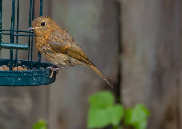 Gros Plan Joli Petit Oiseau Sur Fond Flou — Photo