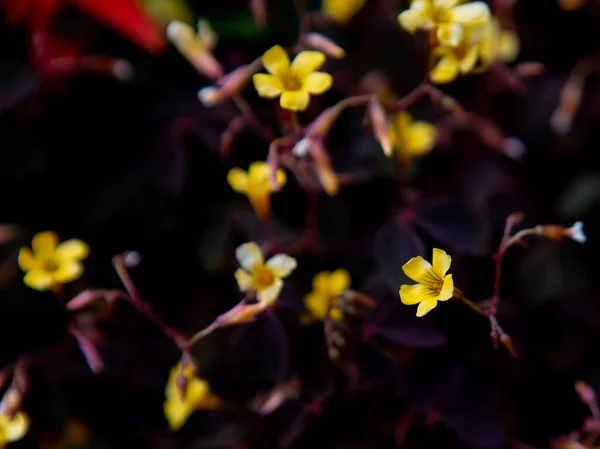 Ένα Επιλεκτικό Πλάνο Εστίασης Της Άνθησης Μικρά Κίτρινα Λουλούδια Στον — Φωτογραφία Αρχείου