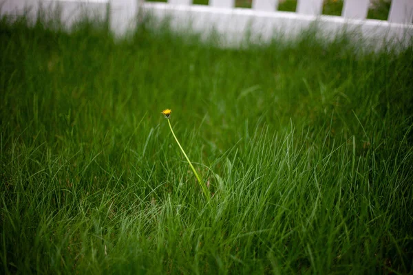 緑の草の中に一つのタンポポ — ストック写真