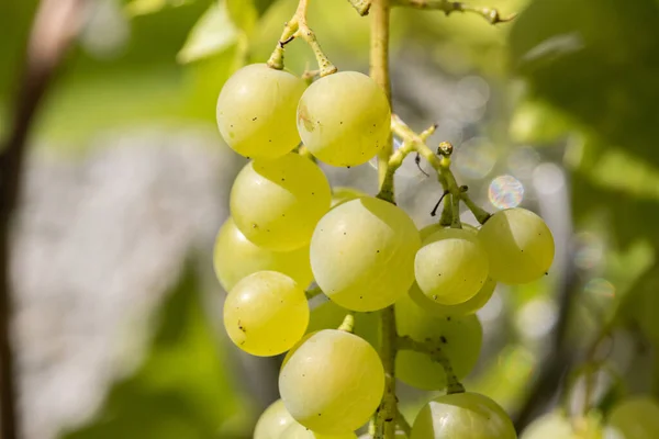 Eine Nahaufnahme Von Weißen Weinreben — Stockfoto