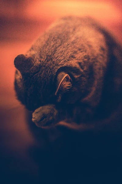 Yerde Oturan Tüylü Bir Evcil Kedinin Dikey Yakın Çekimi — Stok fotoğraf