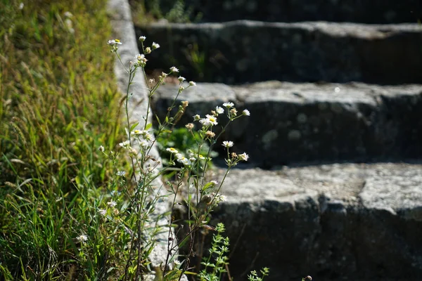 Selektiv Fokusbild Blommor Som Odlas Betongtrappa Trädgård — Stockfoto