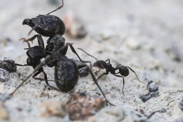 지상에 개미들의 — 스톡 사진