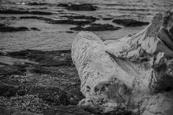 Серый Снимок Старого Разбитого Дерева Лежащего Берегу Моря — стоковое фото