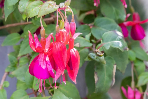 Detailní Záběr Kvetoucí Růžové Fuchsie Květiny — Stock fotografie