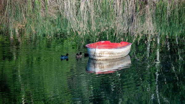 Primer Plano Viejo Bote Madera Patos Lago —  Fotos de Stock