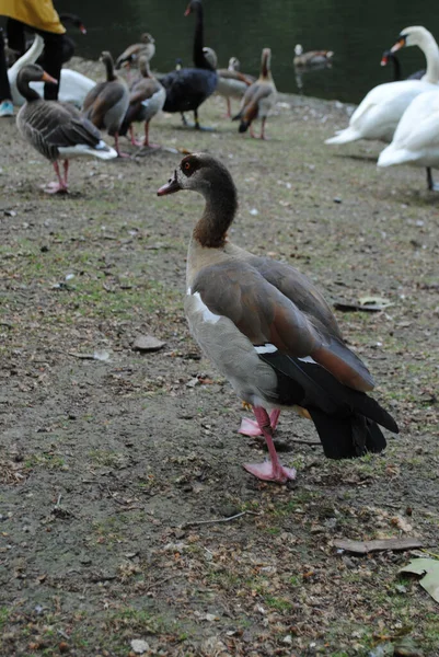 Tiro Vertical Gansos Pescoço Longo Cisnes Uma Lagoa — Fotografia de Stock