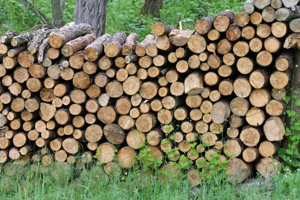 Närbild Staplade Vedstockar Skogen — Stockfoto