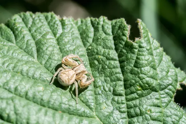 Närbild Skott Spindel Ett Grönt Löv — Stockfoto