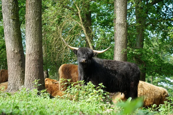 Colpo Angolo Basso Una Mandria Yak Selvatico Una Foresta — Foto Stock