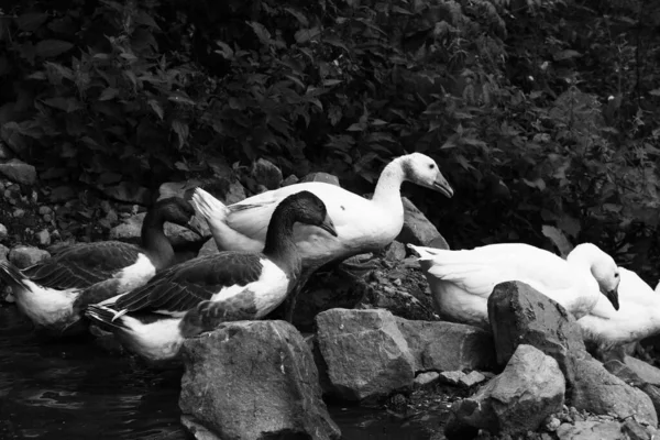 岩の上のアヒルやガチョウの灰色のショット 背景の緑 — ストック写真