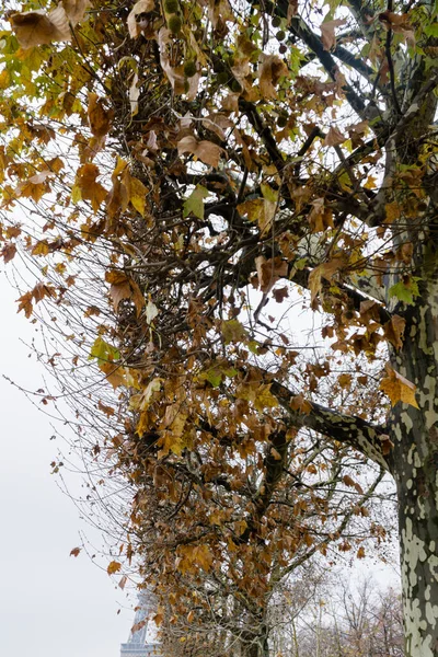 Tiro Vertical Uma Bela Árvore Com Folhas Secas — Fotografia de Stock