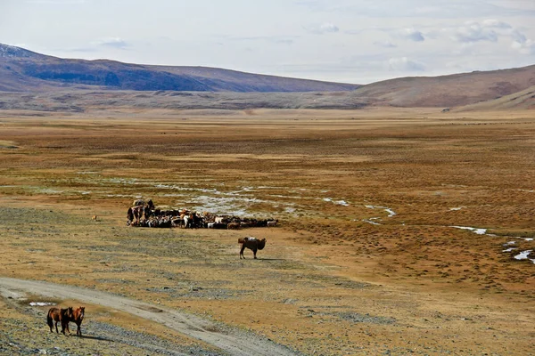 蒙古族哈萨克族游牧民族的生活方式和迁移避暑胜地到秋季野营地 也放养动物 — 图库照片