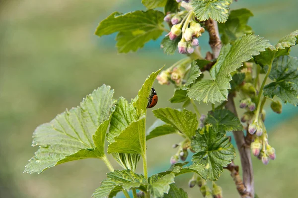 식물에 귀여운 무당벌레의 꽃봉오리 — 스톡 사진