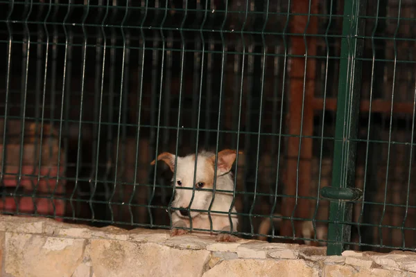 Perro Abandonado Sin Hogar Detrás Una Jaula Refugio Animales — Foto de Stock