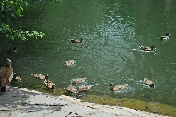 Ducks Floating Water Pond — Stock Photo, Image