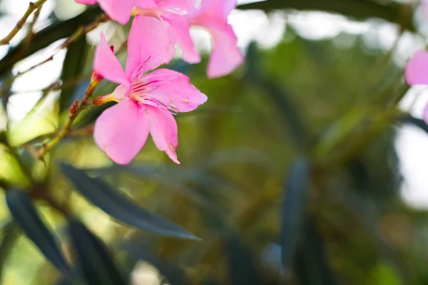 庭に咲く木のピンクの花のクローズアップショット — ストック写真