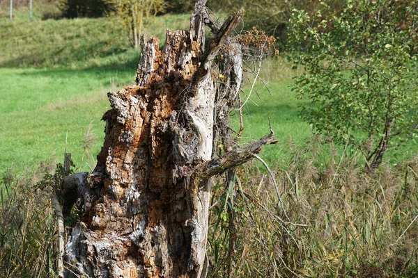 Primer Plano Enfoque Selectivo Tronco Árbol Descomposición Prado — Foto de Stock