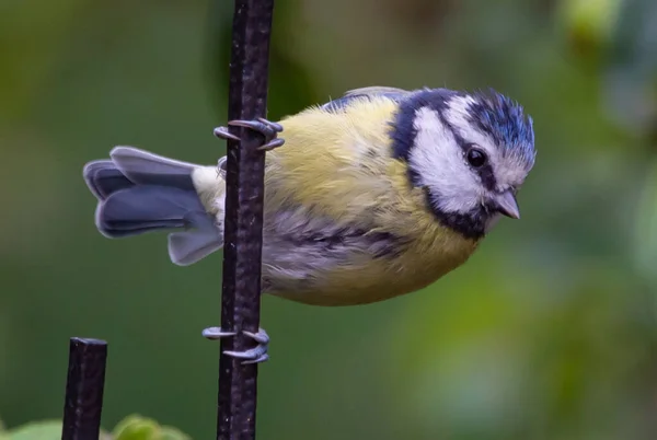 Selective Focus Shot Blue Tit Perched Wire Fence — Stockfoto