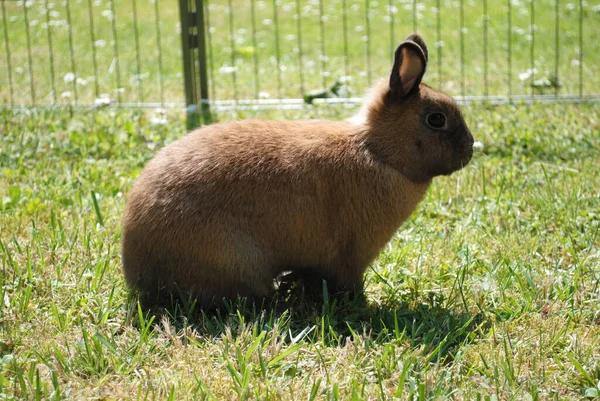 Çimlerin Üzerinde Oturan Sevimli Kahverengi Bir Tavşanın Yakın Plan Fotoğrafı — Stok fotoğraf