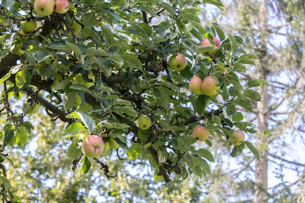 Ένα Κοντινό Πλάνο Μήλα Κλαδιά Δέντρων — Φωτογραφία Αρχείου