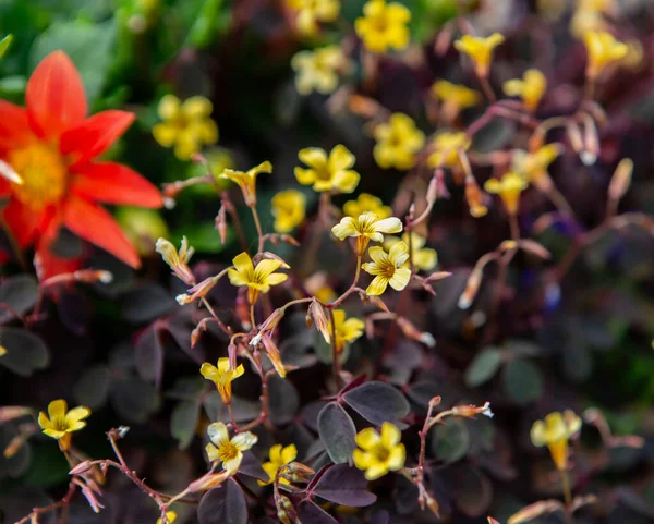Enfoque Selectivo Pequeñas Flores Amarillas Oxalis — Foto de Stock