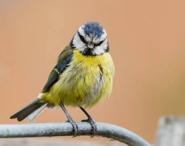 Selective Focus Shot Cute Blue Tit Perched Branch — Stock fotografie