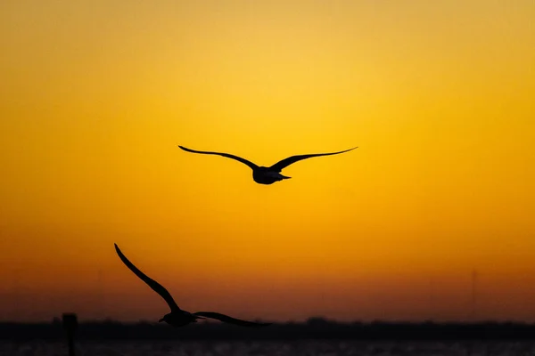 美丽的日出时分 海鸥飞翔的轮廓 完美的壁纸 — 图库照片