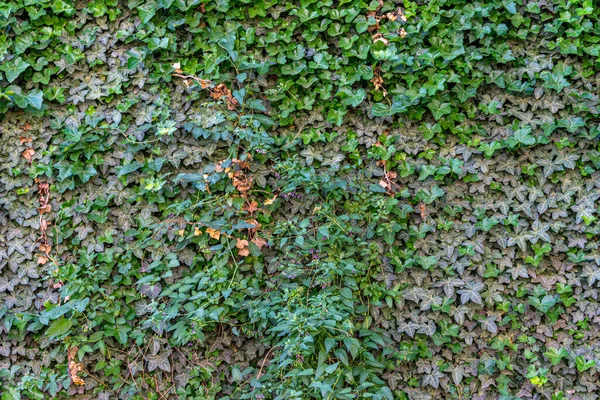 Enfoque Primer Plano Patrón Hoja Hermosa Para Fondo Pantalla Fondo — Foto de Stock