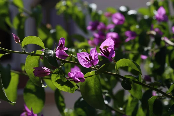 Tiro Seletivo Foco Flores Florescentes Bougainvillea — Fotografia de Stock