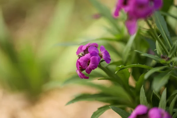 Eine Nahaufnahme Einer Lila Mauerblümchenpflanze Die Mit Lebendigen Blüten Bedeckt — Stockfoto