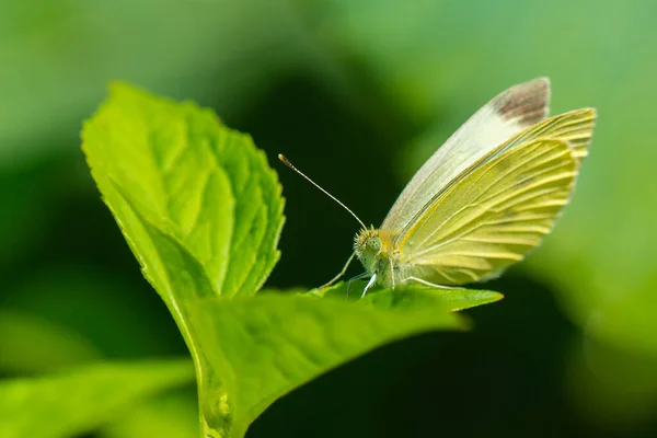 植物に蝶のクローズアップショット — ストック写真