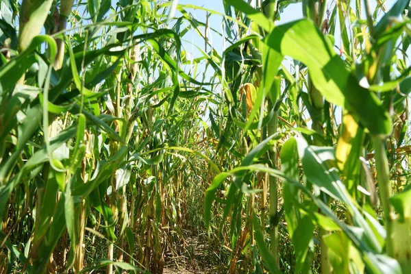 Tiro Bajo Ángulo Campo Maíz Con Plantas Verdes Cielo Soleado —  Fotos de Stock