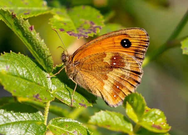 Zbliżenie Ujęcie Pięknego Motyla Rozmytym Tle Natury — Zdjęcie stockowe