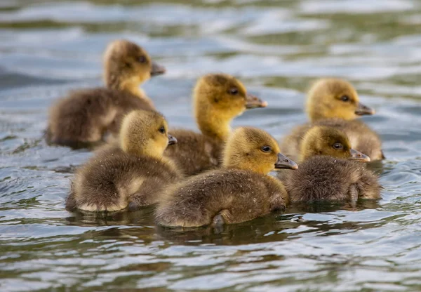 一组可爱的黄鸭在湖中游泳的特写镜头 — 图库照片