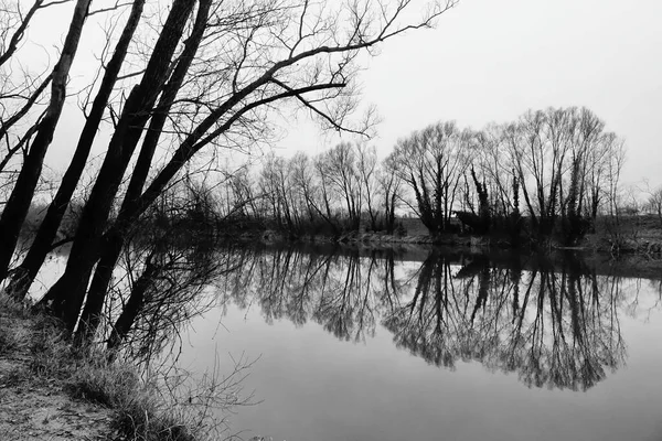 Tiro Tons Cinza Uma Lagoa Cercada Por Árvores Secas — Fotografia de Stock