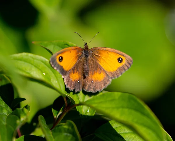 Selektywny Strzał Ostrości Pięknego Brązowego Żółtego Motyla Zielonym Liściu — Zdjęcie stockowe