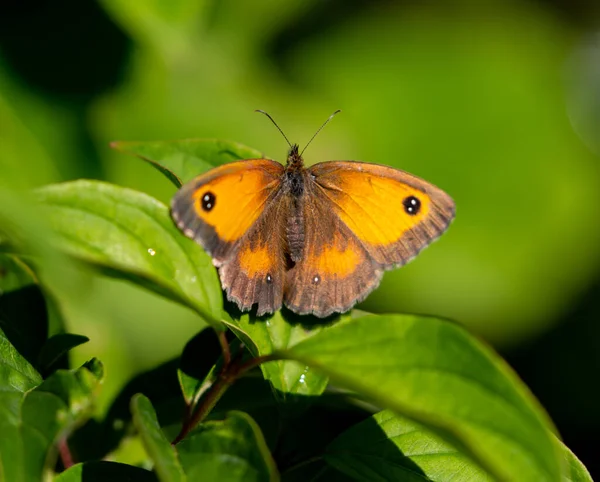 Tiro Seletivo Foco Uma Borboleta Marrom Amarela Bonita Uma Folha — Fotografia de Stock