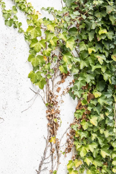 Vertikal Bild Gröna Blad Som Växer Vit Vägg — Stockfoto