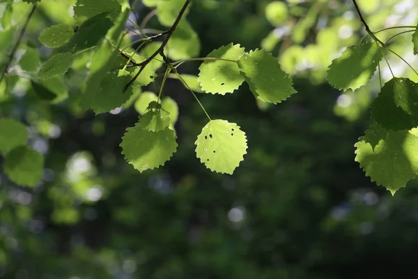 Ormandaki Bir Dalın Üzerindeki Küçük Yeşil Yaprakların Seçici Odak Noktası — Stok fotoğraf