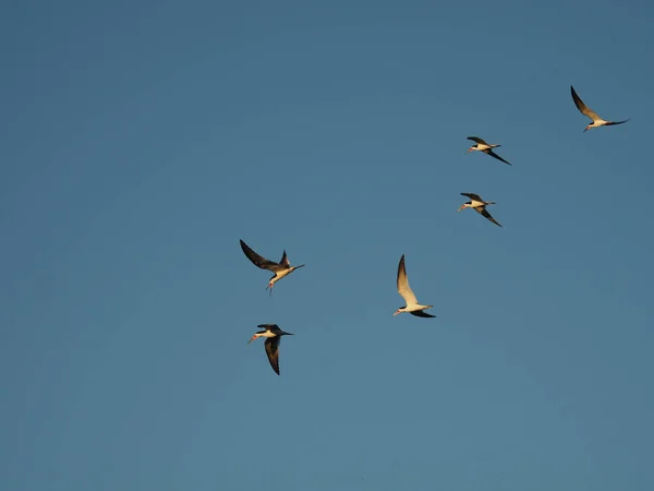 Hermoso Disparo Una Bandada Aves Sternidae Volando Cielo — Foto de Stock