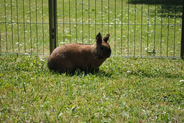 緑の芝生の上でかわいいチューリンガーウサギのクローズアップショット — ストック写真