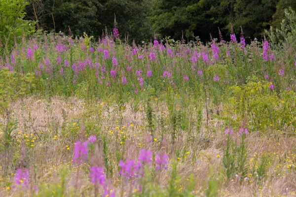 Çiçek Açan Rosebay Willoerbs Seçici Bir Odak Noktası — Stok fotoğraf