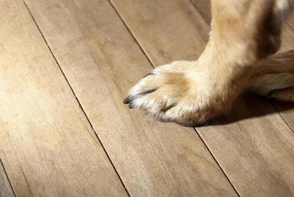 A closeup of a dog\'s paw on wooden background