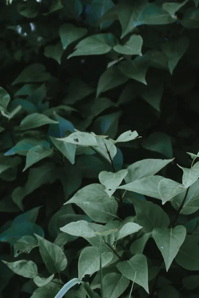 Ένα Κοντινό Πλάνο Πράσινα Φυτά Καλυμμένα Δροσοσταλίδες — Φωτογραφία Αρχείου