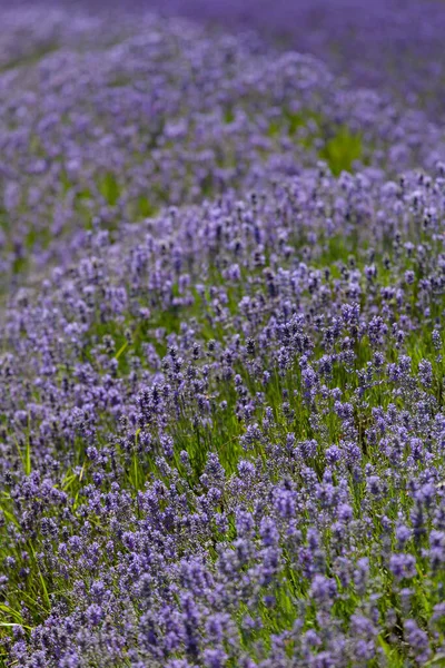 Eine Vertikale Aufnahme Eines Lavendelfeldes — Stockfoto