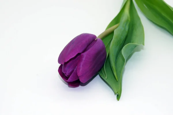 Ένα Κοντινό Πλάνο Από Ένα Όμορφο Βιολετί Λουλούδι Τουλίπας Ένα — Φωτογραφία Αρχείου
