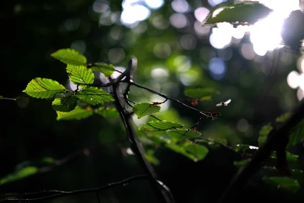 Tiro Foco Seletivo Folhas Verdes Com Fundo Bokeh — Fotografia de Stock