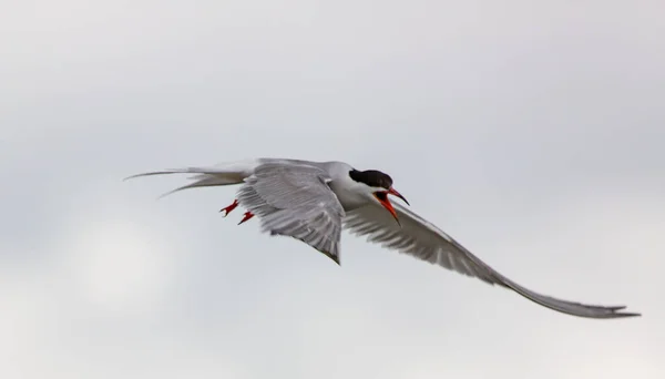 Een Betoverend Uitzicht Een Prachtige Vogel Vlucht — Stockfoto