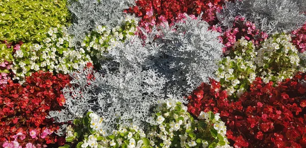 Zbliżenie Cineraria Silverdust Kwiaty Otoczone Kolorowymi Roślinami — Zdjęcie stockowe